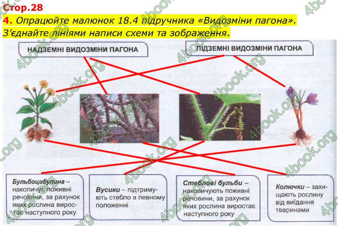 ГДЗ зошит Біологія 7 клас Кулініч