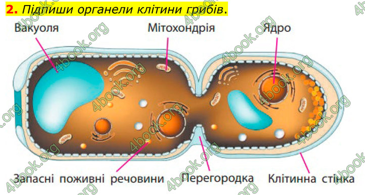 ГДЗ Зошит Біологія 7 клас Тагліна