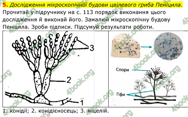 ГДЗ Зошит Біологія 7 клас Тагліна