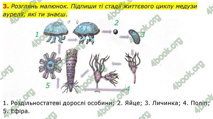 ГДЗ Зошит Біологія 7 клас Тагліна