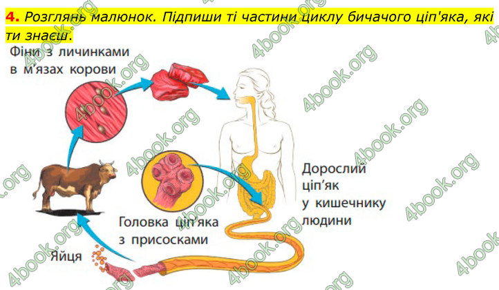 ГДЗ Зошит Біологія 7 клас Тагліна