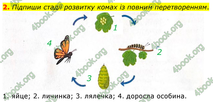 ГДЗ Зошит Біологія 7 клас Тагліна