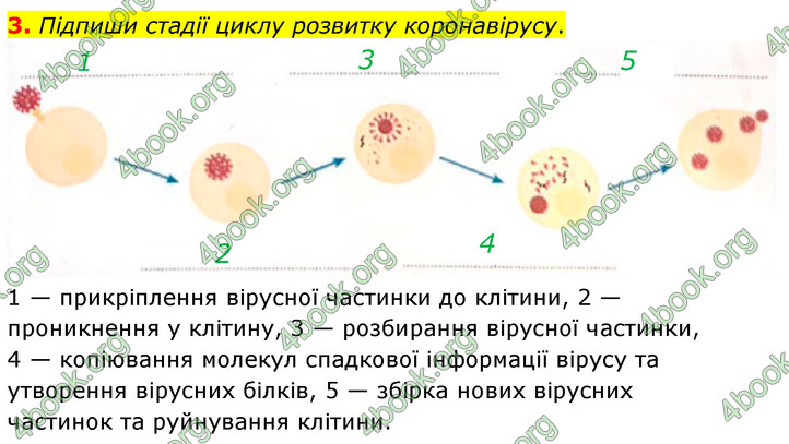 ГДЗ Зошит Біологія 7 клас Тагліна