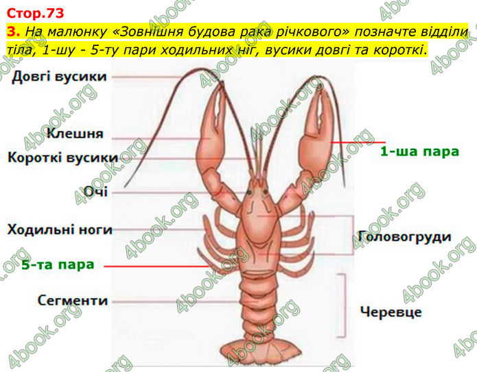 ГДЗ зошит Біологія 7 клас Кулініч