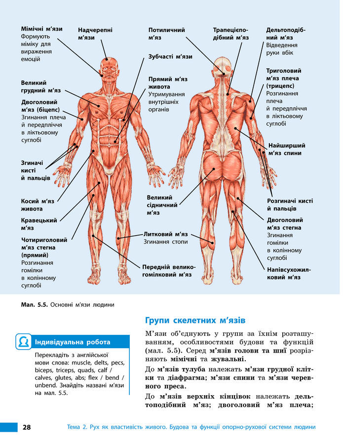 Підручник Біологія 8 клас Тагліна (2025)