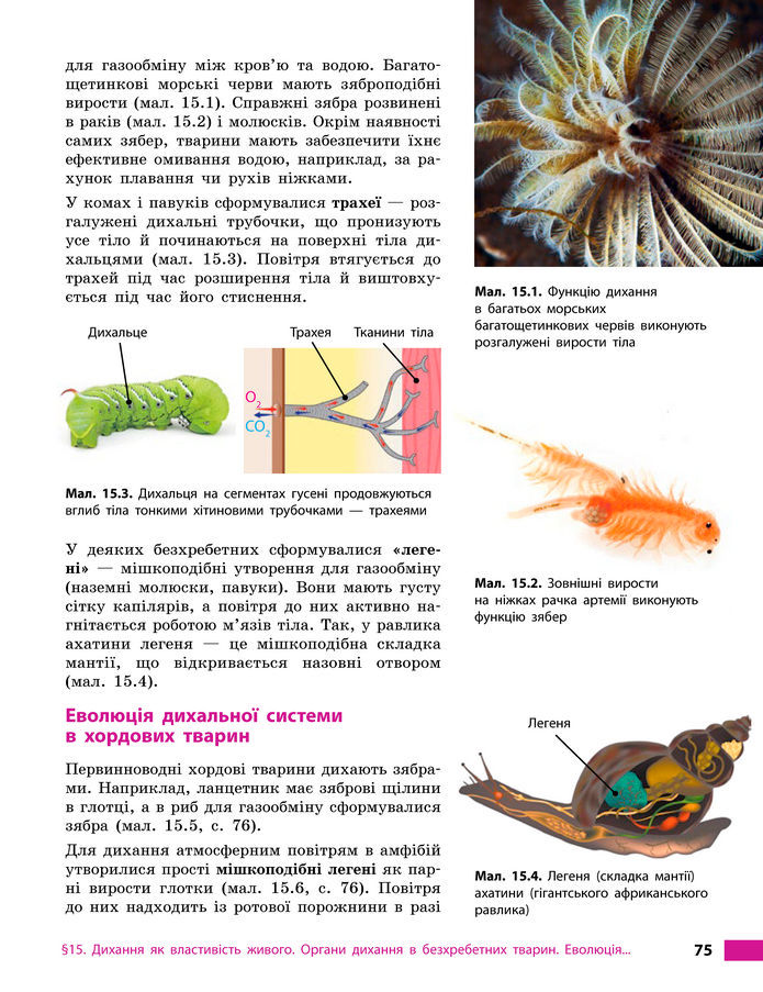 Підручник Біологія 8 клас Тагліна (2025)