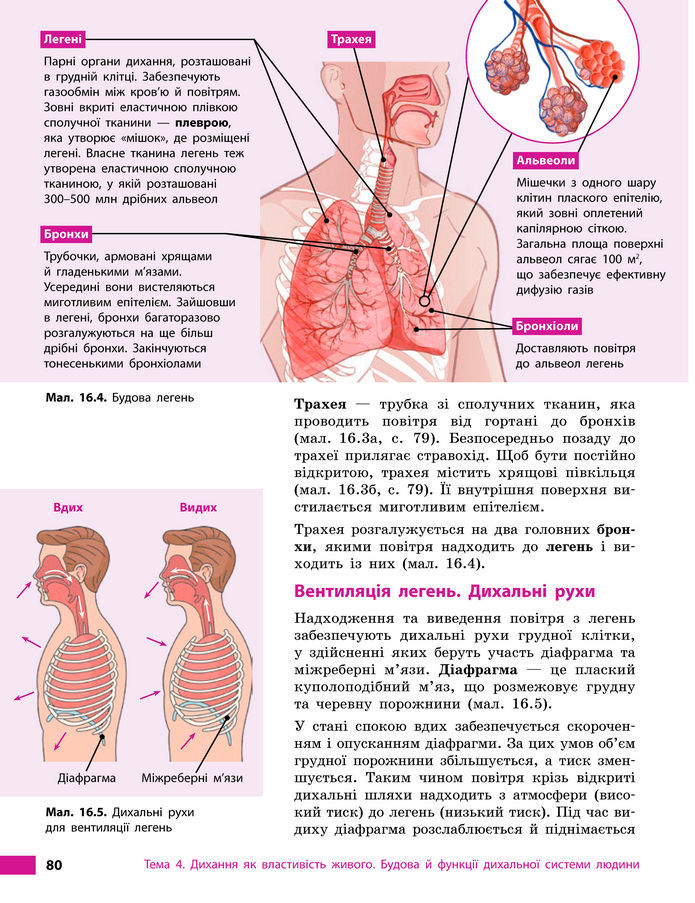 Підручник Біологія 8 клас Тагліна (2025)