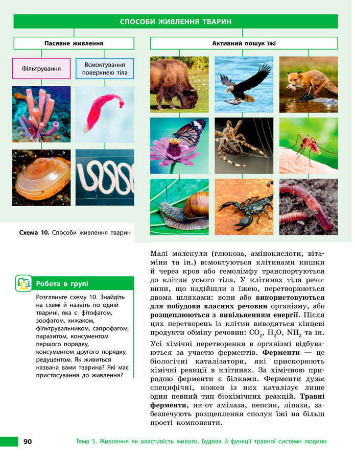 Підручник Біологія 8 клас Тагліна (2025)