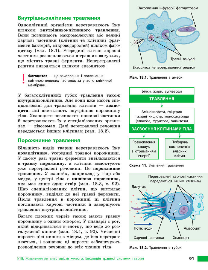 Підручник Біологія 8 клас Тагліна (2025)