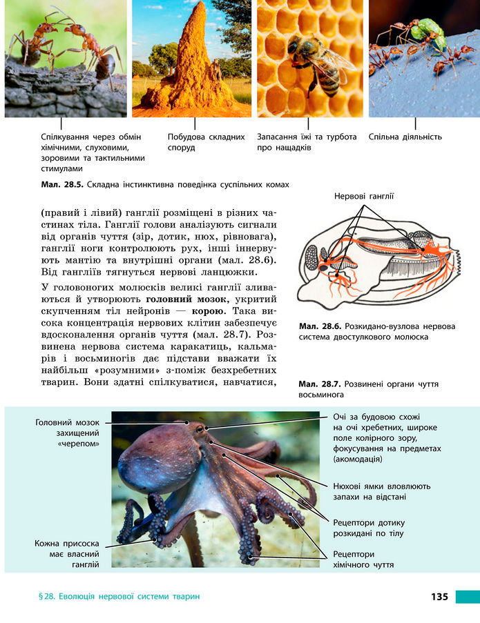 Підручник Біологія 8 клас Тагліна (2025)