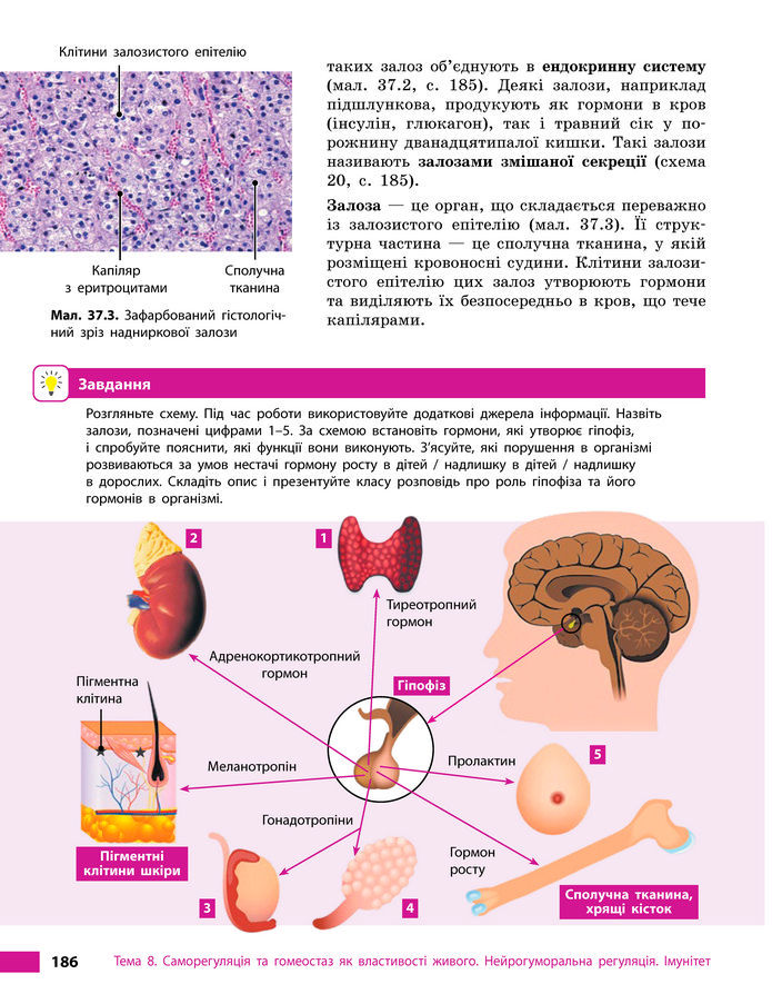 Підручник Біологія 8 клас Тагліна (2025)