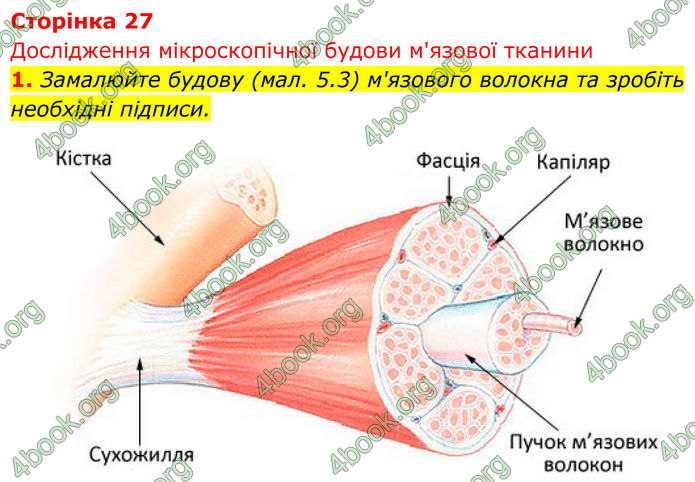 ГДЗ Біологія 8 клас Тагліна (2025)
