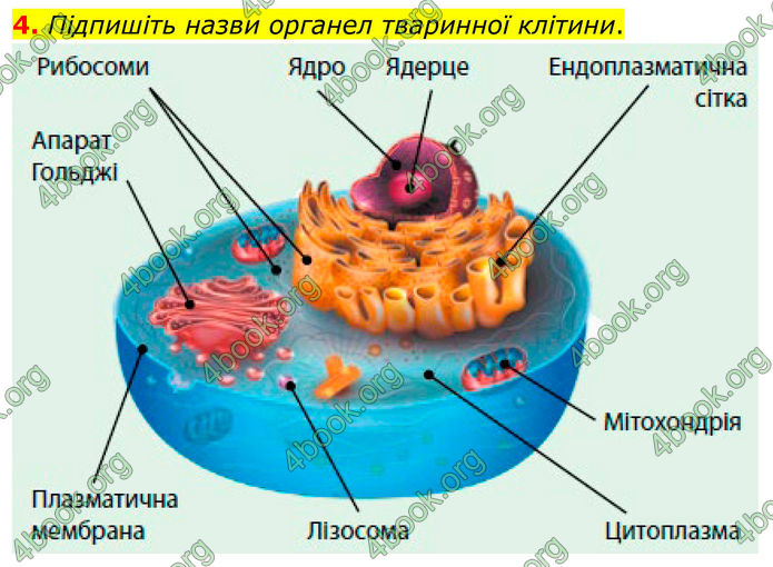 ГДЗ Зошит Біологія 8 клас Тагліна (2025)