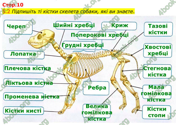 ГДЗ Зошит Біологія 8 клас Тагліна (2025)