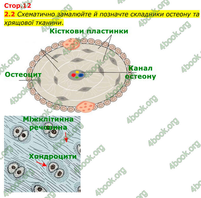 ГДЗ Зошит Біологія 8 клас Тагліна (2025)