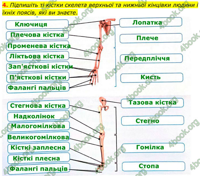 ГДЗ Зошит Біологія 8 клас Тагліна (2025)