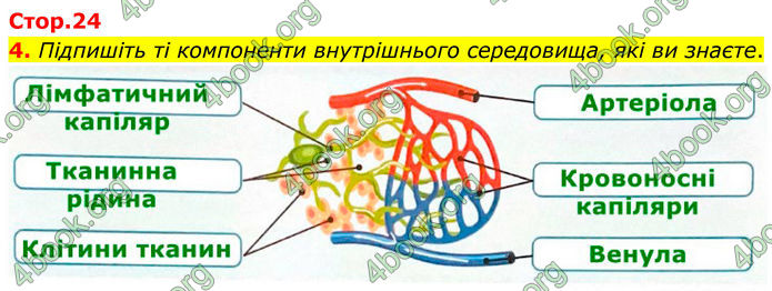 ГДЗ Зошит Біологія 8 клас Тагліна (2025)