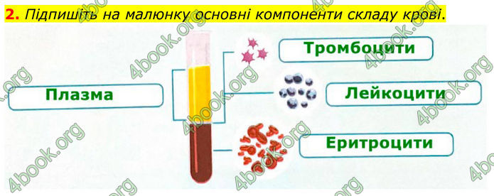 ГДЗ Зошит Біологія 8 клас Тагліна (2025)