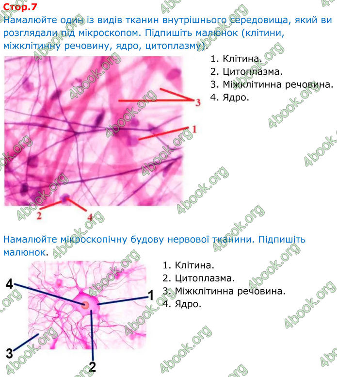 ГДЗ Зошит Біологія 8 клас Кулініч (2025)