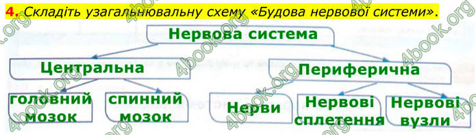 ГДЗ Зошит Біологія 8 клас Кулініч (2025)