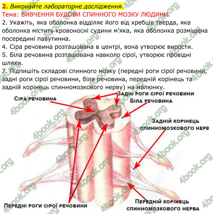 ГДЗ Зошит Біологія 8 клас Кулініч (2025)