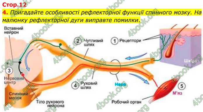 ГДЗ Зошит Біологія 8 клас Кулініч (2025)