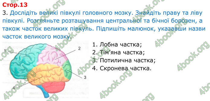 ГДЗ Зошит Біологія 8 клас Кулініч (2025)