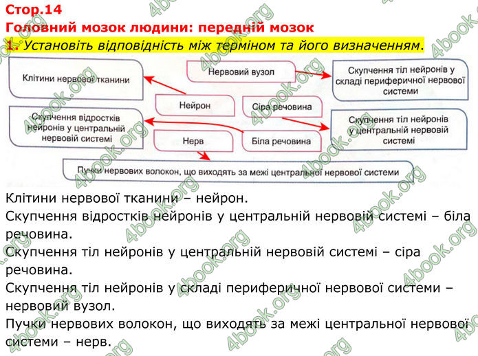 ГДЗ Зошит Біологія 8 клас Кулініч (2025)