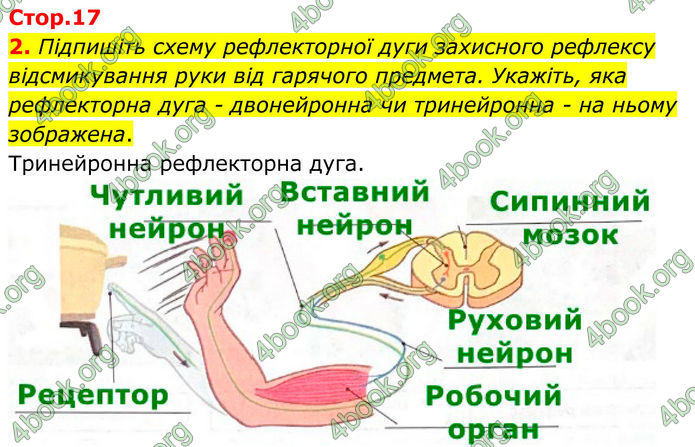 ГДЗ Зошит Біологія 8 клас Кулініч (2025)