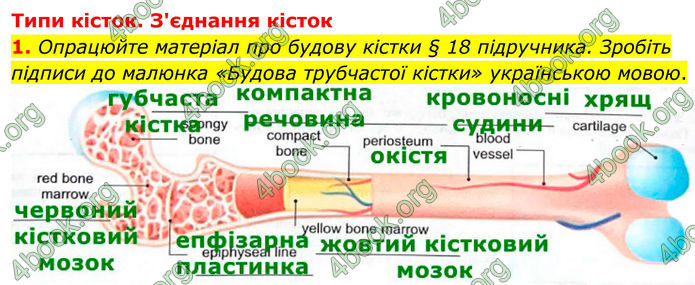 ГДЗ Зошит Біологія 8 клас Кулініч (2025)