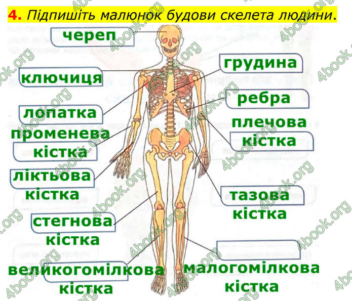 ГДЗ Зошит Біологія 8 клас Кулініч (2025)