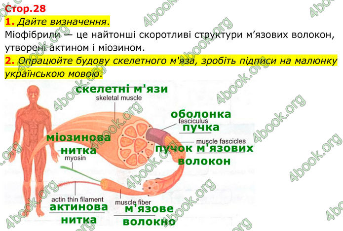 ГДЗ Зошит Біологія 8 клас Кулініч (2025)