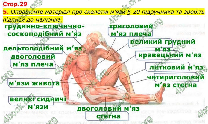ГДЗ Зошит Біологія 8 клас Кулініч (2025)