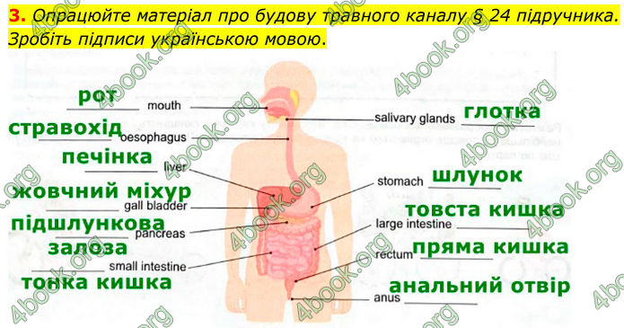 ГДЗ Зошит Біологія 8 клас Кулініч (2025)