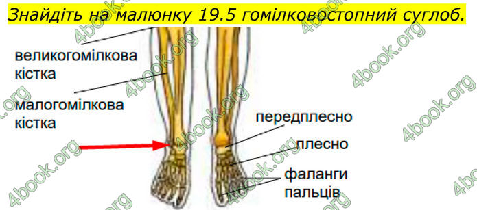 ГДЗ Біологія 8 клас Балан (2025)