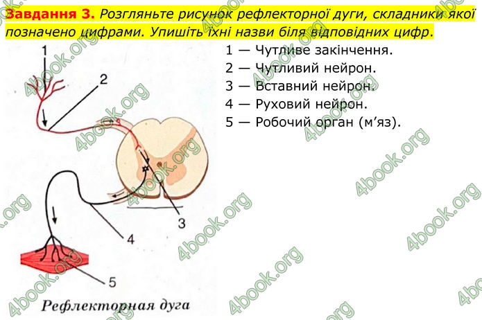 ГДЗ зошит з біології 8 клас Андерсон 2025