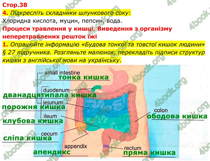 ГДЗ Зошит Біологія 8 клас Кулініч (2025)