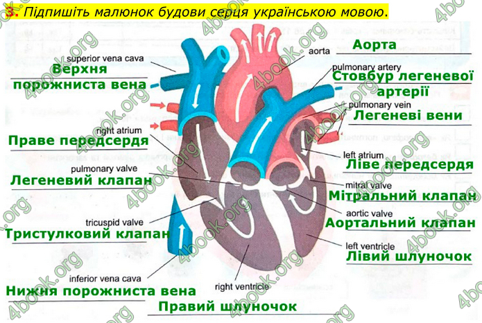ГДЗ Зошит Біологія 8 клас Кулініч (2025)