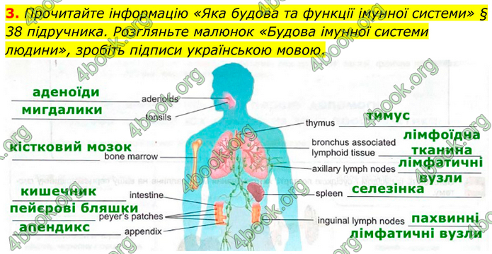 ГДЗ Зошит Біологія 8 клас Кулініч (2025)