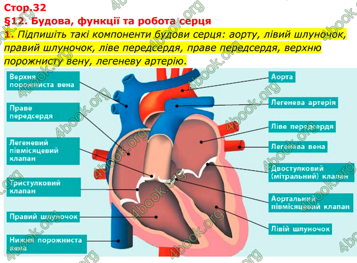 ГДЗ Зошит Біологія 8 клас Тагліна (2025)