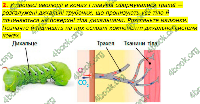 ГДЗ Зошит Біологія 8 клас Тагліна (2025)