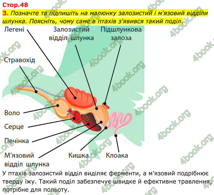 ГДЗ Зошит Біологія 8 клас Тагліна (2025)