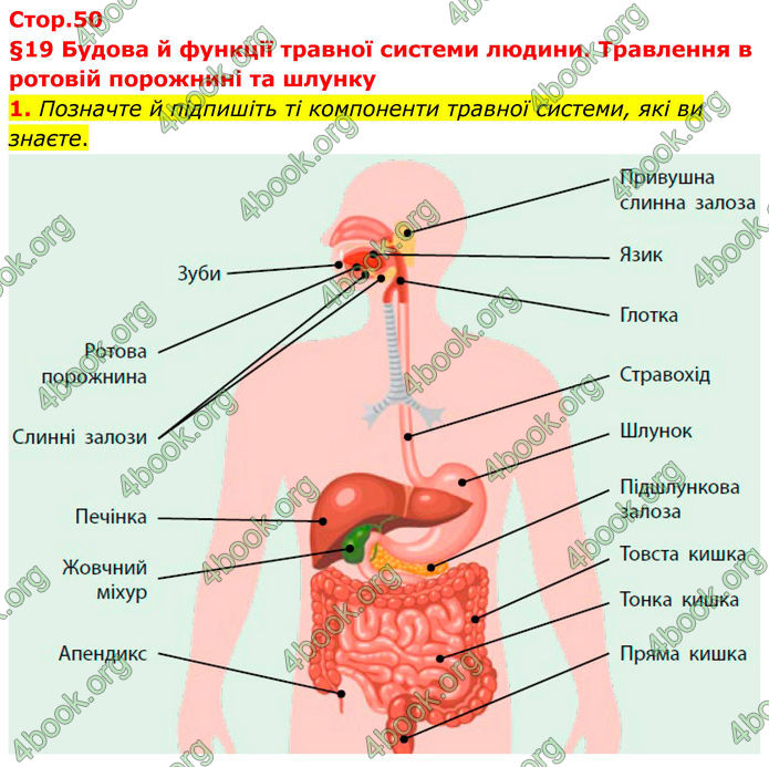 ГДЗ Зошит Біологія 8 клас Тагліна (2025)