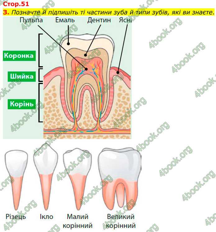 ГДЗ Зошит Біологія 8 клас Тагліна (2025)