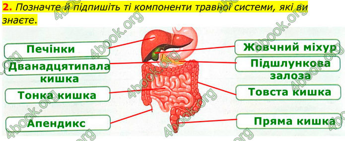 ГДЗ Зошит Біологія 8 клас Тагліна (2025)