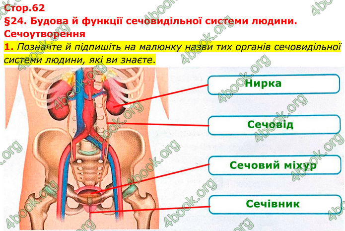 ГДЗ Зошит Біологія 8 клас Тагліна (2025)