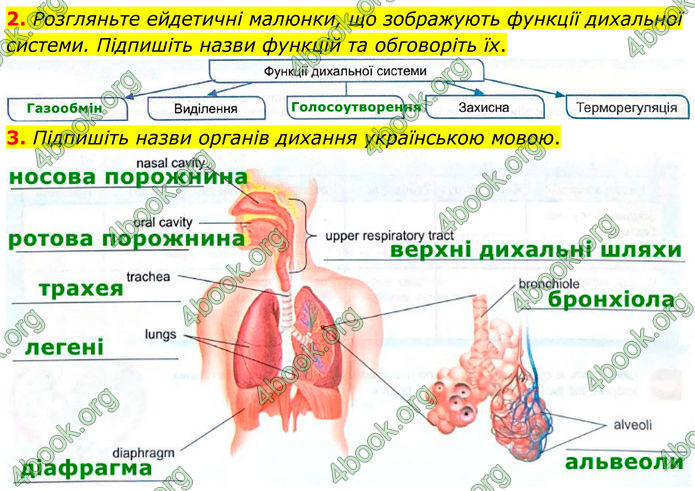 ГДЗ Зошит Біологія 8 клас Кулініч (2025)