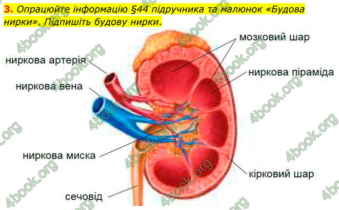 ГДЗ Зошит Біологія 8 клас Кулініч (2025)