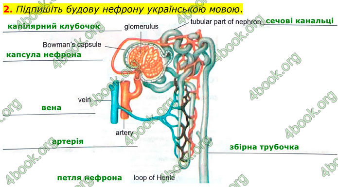 ГДЗ Зошит Біологія 8 клас Кулініч (2025)