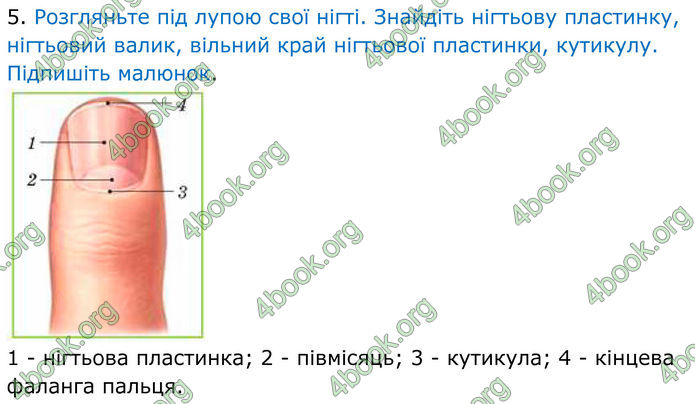 ГДЗ Зошит Біологія 8 клас Кулініч (2025)